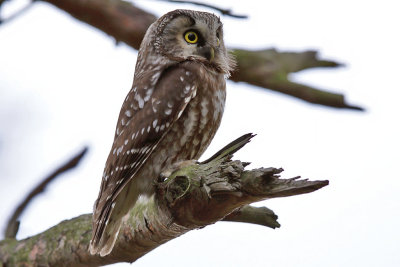 Prluggla - Tengmalm's Owl (Aegolius funereus)