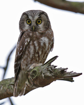 Prluggla - Tengmalm's Owl (Aegolius funereus)