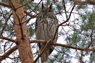 Berguv - Eagle Owl (Bubo bubo)