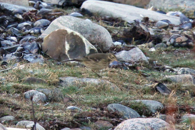 Hedpiplärka -Buff-bellied Pipit (Anthus rubescens)