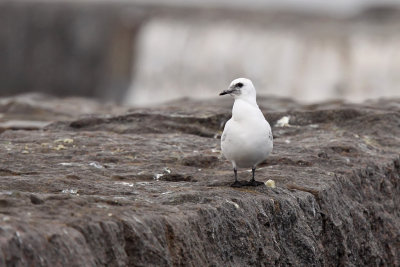 Isms - Ivory Gull (Pagophila eburnea)