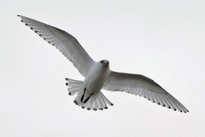 Ismås - Ivory Gull (Pagophila eburnea)