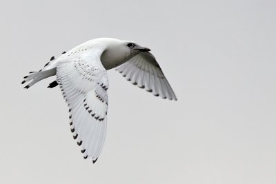 Isms - Ivory Gull (Pagophila eburnea)