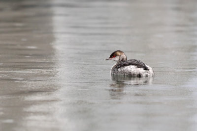 Svarthakedopping - Slavonian Grebe (Podiceps auritus)