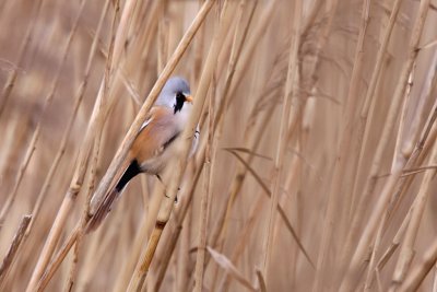 Skggmes - Bearded Parrotbill (Panurus biarmicus)