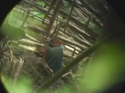 060306 p Red-bellied pitta Mt Makiling.JPG