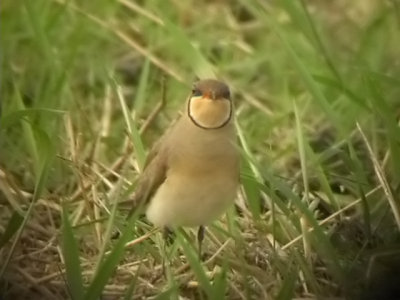 060306 v Oriental pratincole Rice fields.JPG