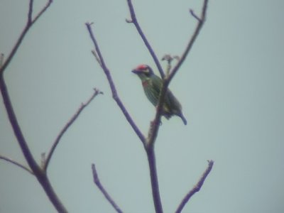 060307 ee Coppersmith barbet Sablayan prison  penal colony farm.JPG