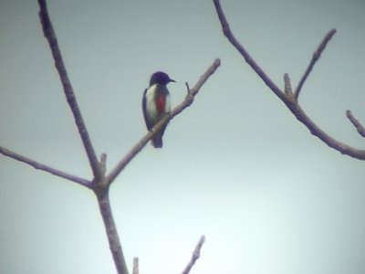 060307 n Scarlet-collared flowerpecker Sablayan prison  penal colony farm.JPG