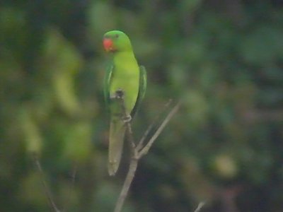 060307 v Blue-naped parrot Sablayan prison penal colony farm.JPG