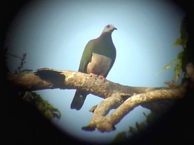 060308 a Pink-bellied imperial-pigeon Sablayan prison  penal colony farm.JPG