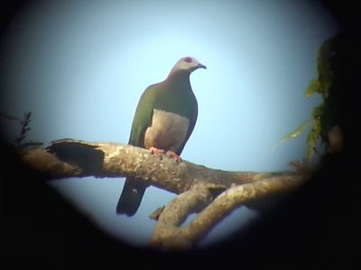 060308 b Pink-bellied imperial-pigeon Sablayan prison  penal colony farm.JPG