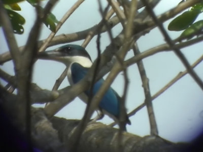 060308 h White-collared kingfisher Sablayan prison  penal colony farm.JPG