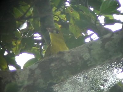 060310 f White-lored Oriole Camp1-Camp2 Hamut.JPG