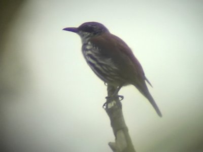 060311 d Long-billed rhabdornis Camp2 Hamut.JPG