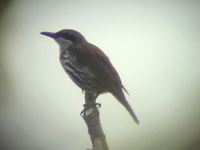 060311 e Long-billed rhabdornis Camp2 Hamut.JPG