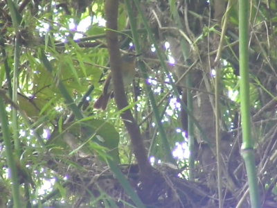 060312 c Blue-breasted flycatcher Camp2-Camp1 Hamut.JPG