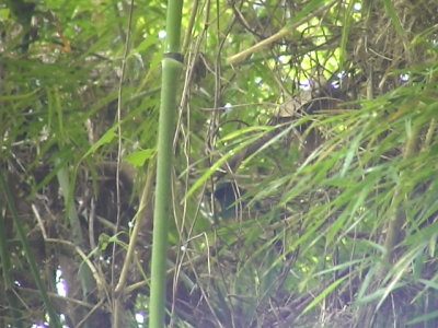 060312 d Blue-breasted flycatcher Camp2-Camp1 Hamut.JPG