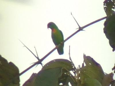 060312 m Philippine hanging-parrot Camp2-Camp1 Hamut.JPG