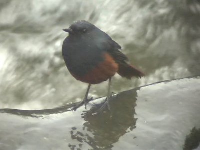 060314 m Luzon redstart Mt Polis.JPG