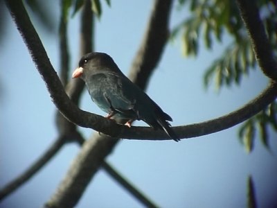 060316 hhh Dollarbird Sabang.JPG