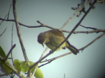 060316 nnn Olive-winged bulbul Sabang.JPG