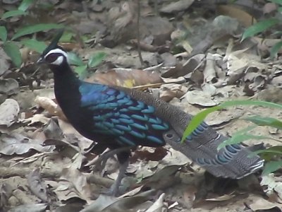 060317 e Palawan peacock-pheasent St Pauls National park.JPG