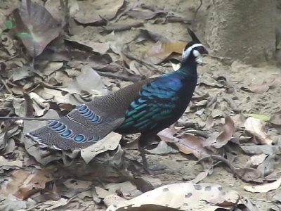 060317 fff Palawan peacock-pheasent St Pauls National park.JPG