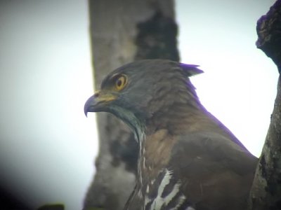 060317 i Crested goshawk St Pauls National park.JPG