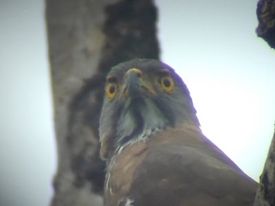 060317 ii Crested goshawk St Pauls National park.JPG