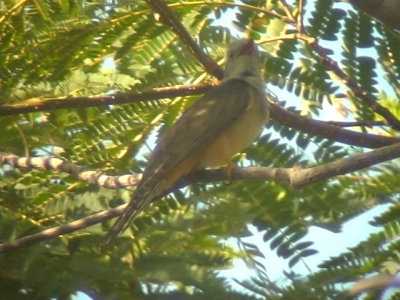 060317 ppp Plaintive cuckoo St pauls National park.JPG