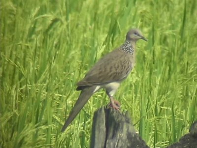 060318 b Spotted dove St Pauls National park.JPG