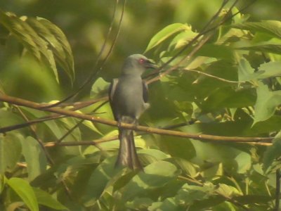 060318 h Ashy drongo Cabayugan.JPG