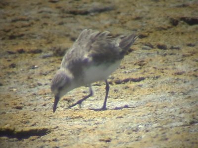 060319 hh Rofous-necked stint Iwahig fish ponds.JPG