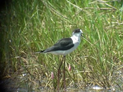 060319 k Black-winged stilt North Nara.JPG