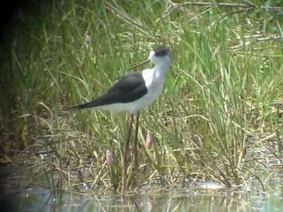 060319 l Black-winged stilt North Nara.JPG