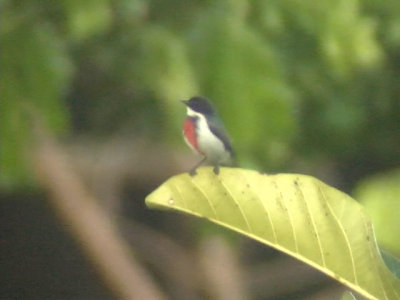 060321 aa Red-keeled flowerpecker Mt Kanloan.JPG