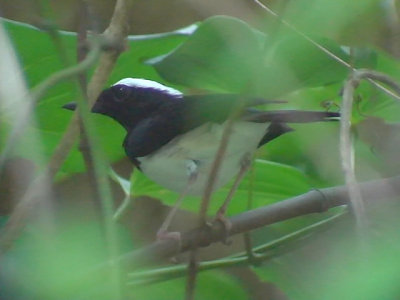 060321 e Negros shama Mt Kanloan.JPG