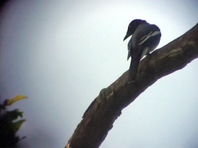 060321 o White-winged cuckoo-shrike Mt Kanloan.JPG