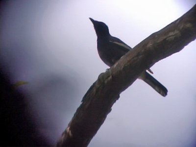 060321 r White-winged cuckoo-shrike Mt Kanloan.JPG