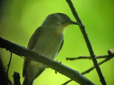 060323 ll Black-crowned babbler Rajah Sikatuna NP.JPG