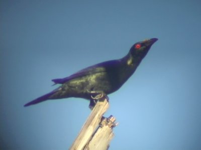 060324 m Asian glossy starling Tabunan Cebu.JPG