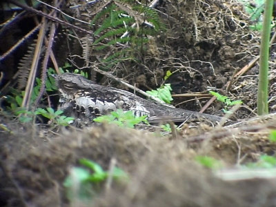 060325 d Great-eared nightjar.JPG