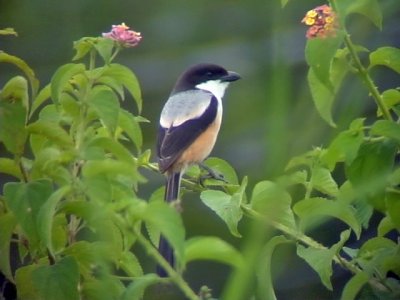 060325 i Long-tailed shrike Mt Kitanglad.JPG