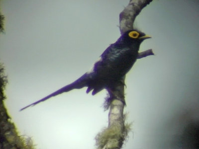 060326 j Apo myna Mt Kitanglad.JPG