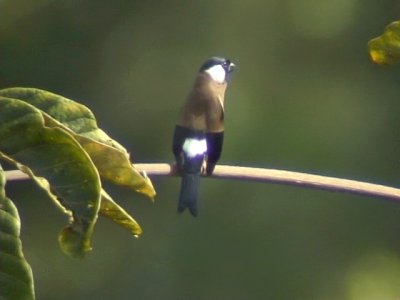 060326 nn White-cheeked bullfinch Mt Kitanglad.JPG