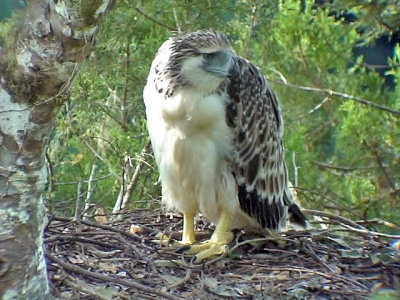 060327 e Great Phlilippine eagle Mt Kitanglad.JPG