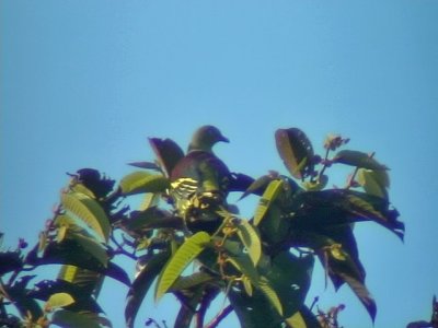 060329 bbb Pompadour green-pigeon Picop.JPG