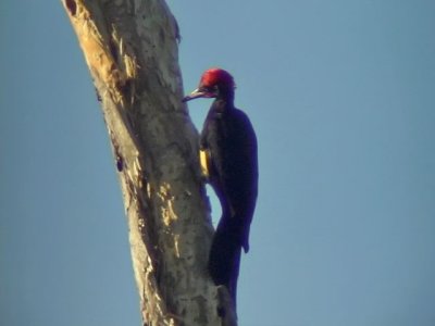 060329 ff White-bellied woodpecker Picop.JPG