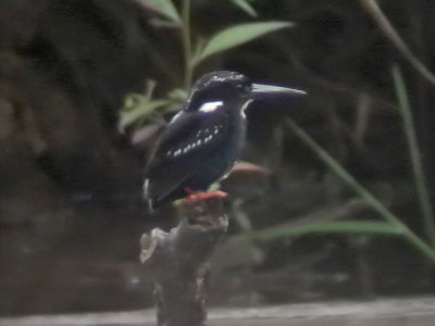 060329 pp Silvery kingfisher Picop.JPG